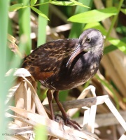 6s3a2601virginiarail_juv
