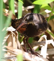 6s3a2605virginiarail_juv