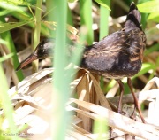 6s3a2608virginiarail_juv
