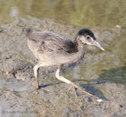 6s3a6791kingrailchick