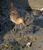 6s3a6863kingrailwithcrab