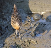 6s3a6867kingrail_crabtoss