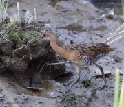 6s3a6874kingrail_with_crab