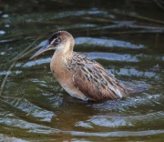 6s3a6991kingrailbirdbath