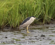 6S3A6068Black-Crowned_Night_Heron_ps