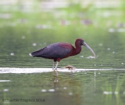6s3a1437glossyibis