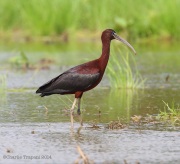6s3a1785glossyibis_easternpa