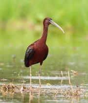 6s3a1798glossyibis_easternpa