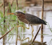 6s3a2011greenheron_fledge