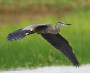 6s3a2304greatblueheron