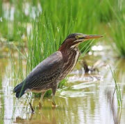 6s3a2322greenheron