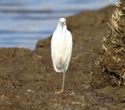6s3a4785snowyegret