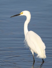 6s3a4830snowyegret