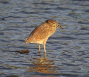6s3a7035juv_black-crownednightheron