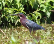 6s3a7744greenheron