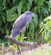 6s3a9424juv_yellow-crowned-nightheron