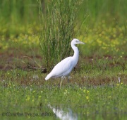 6s3a9459littleblueheron