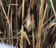 O40A7776Least_Bittern_PS