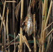 O40A7778Least_Bittern_ps