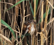O40A7786Least_Bittern_ps