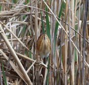 6s3a9059leastbittern