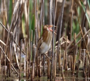 6s3a9095leastbittern