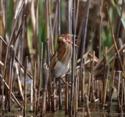 6s3a9097leastbittern