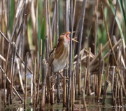 6s3a9099leastbittern