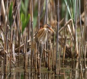 6s3a9109leastbittern