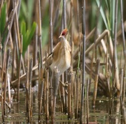 6s3a9116leastbittern
