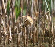 6s3a9123leastbittern
