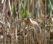 6s3a9128leastbittern