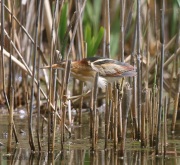 6s3a9129leastbittern