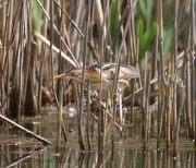 6s3a9133leastbittern