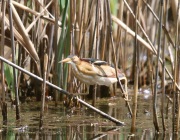 6s3a9140leastbittern