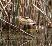 6s3a9141leastbittern