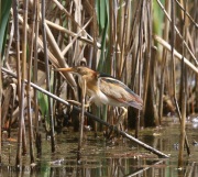 6s3a9146leastbittern