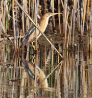 6s3a9344leastbittern