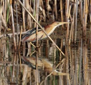 6s3a9357leastbittern