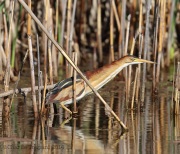 6s3a9369leastbittern