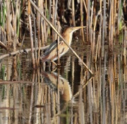 6s3a9377leastbittern