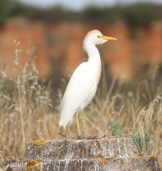 img_2666cattleegret
