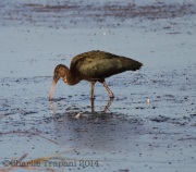 img_5044glossyibis