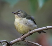 6S3A1161Female_Black-Throated_Blue_Warbler