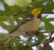 6S3A1493Hermit_Warbler