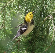 6S3A1503Hermit_Warbler