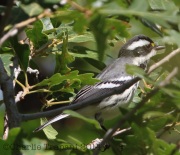 6S3A1523Black-Throated_Gray_warbler
