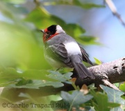 6S3A1546Red-faced_Warbler