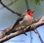 6S3A1567Red-Faced_Warbler