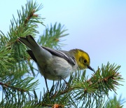 6S3A1664HermitWarbler